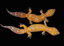 Tremper Albinos.jpg