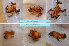 frogs.jpg