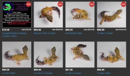 Avangel geckos 23 July 2015.JPG