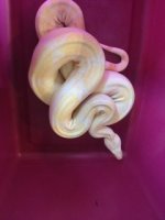 kahl albino boa.JPG