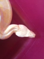 kahl albino boa2.JPG