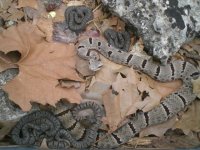 morulus 2013 clutch.jpg