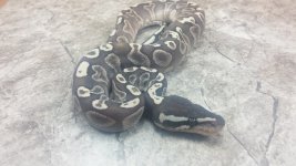 lesser ghi resize.jpg