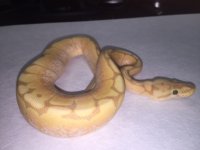 BananaSpiderHypo.jpg