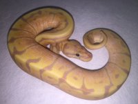 BananaSpiderhetHypo.jpg