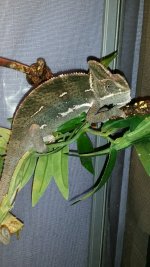 T-Veiled F-Chameleon 2.jpg