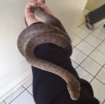 cpython1.jpeg