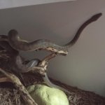 cpython2.jpeg