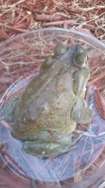 Carolina River Toad 1.jpg