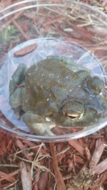 Carolina River Toad.jpg