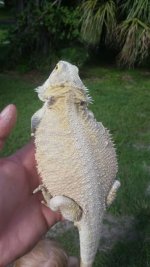 Adult Hypo Female.jpg
