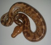 2015 Caramel.jpg