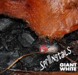 Giant White Springtails.jpg