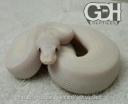 0.1 BEL Butter-Mojave #17.jpg
