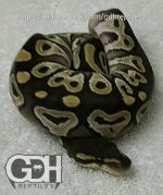 0.1 Mojave #19.jpg