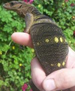 Spinulosus.jpg