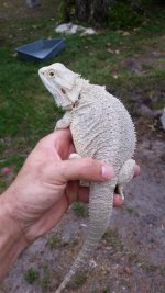 Adult Snow Female.jpg
