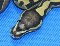 Scaleless Head 100% Het Vip Axanthic Female #2 (2) (Custom).jpg