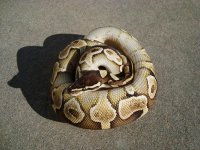 Lesser3.jpg