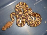 caramelmalerobsmith 001.JPG