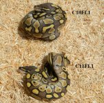 C10FL AND C11FL1 PIC 2.jpg