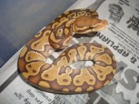 caramelfemale7-13-10 013.JPG
