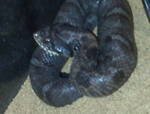 Hognose 1.jpg