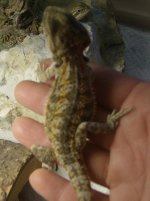 puppy-beardies-clothes 040.jpg