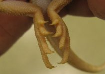 Hypo Dragon.jpg