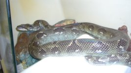 male  sanzinia.JPG