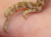 Jereme's Dragon.jpg