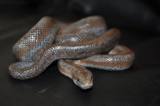 rosy boa 126g sm.jpg