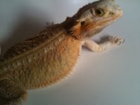 zena2.jpg