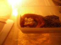 IMGP0231.JPG