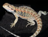 10M Hypo.jpg