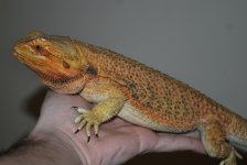 new oranges 040.jpg
