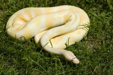 2008 Albino Male.jpg