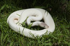2008 BEL PH Pied Male.jpg