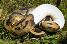 2008 Pied Female 802 grams 7-29-10.jpg