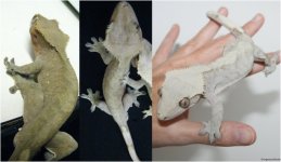 geckos2.jpg