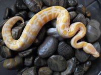 albino f1.jpg