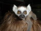 th_Mammals045.jpg