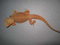 IMG_2826.JPG