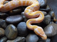 albino f2.jpg