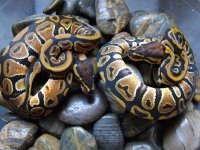 1.1 het albino.jpg
