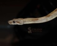 DSC_2738.JPG
