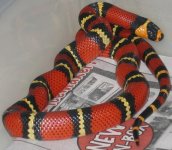 09hondo1.jpg