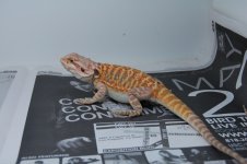DSC_1652.jpg