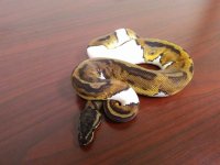 female pied 200g.jpg