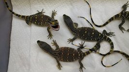 black throats.jpg